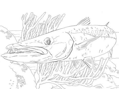 Barracuda Fish Coloring Page